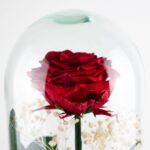 Rosa preservada Rose Love - Image 4